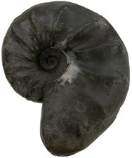 Trias  Ceratides nodosus