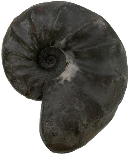 Trias ceratides nodosus - trias,