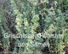 ?? echter griechischer Oregano 100 frische Samen * mehrjährig Kräuter Balkon