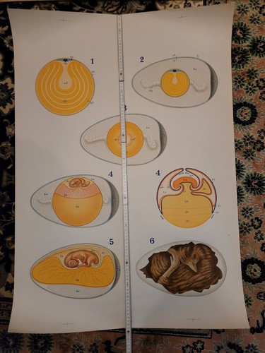 Schulwandkarte rollkarte - schulwandkarte,