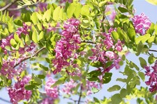 Robinia hispida 'Macrophylla', Rosa Robinie, 150–175 cm