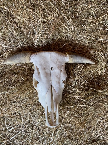 Stierschädel kuhschädel - stierschädel,