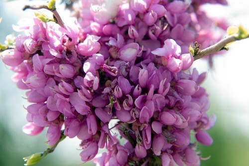 Chinesischer judasbaum cercis - chinesischer,