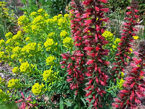 Seeds echium amoenum - echium, roter
