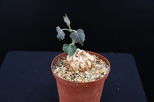 Matelea cyclophylla (Asclepiadacea) - Caudex, exotische Schönheit