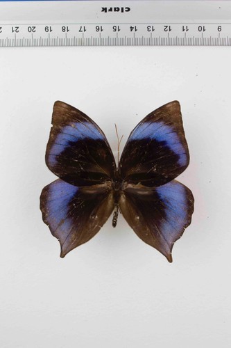 Schmetterling entomologie - schmetterling,