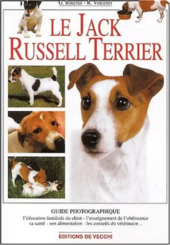 Jack russel terrier - jack,