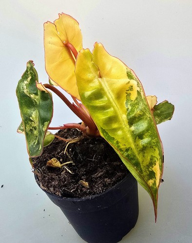 Sehr schöner philodendron - sehr,