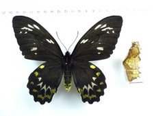 + ENTOMOLOGIE, SCHMETTERLING: ORNITHOPTERA PRIAMUS EUPHORION ♀ + EXUVIAE /PUPAE