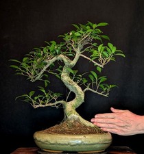 BONSAI CHINESISCHE FEIGE FICUS