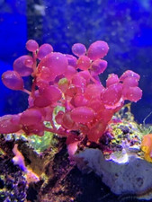 kleiner Ableger  circa 3 cm Rotalge rote Alge  Meerwasser Botryocladia leptopoda