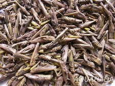 500ml Grashüpfer Heuschrecken Futterinsekten Reptilien Vogel Fischfutter Nager