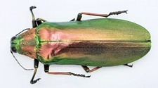 Buprestidae megaloxantha - buprestidae,,