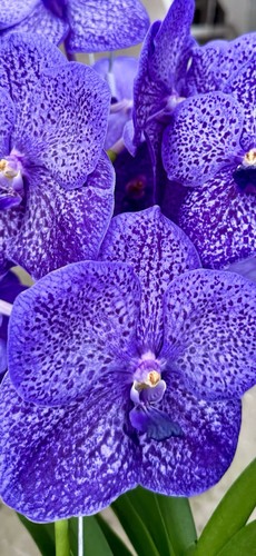 Vanda blue heaven new - heaven,