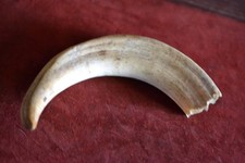 Warzenschwein Keiler Hauer