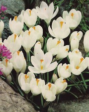 100/500/1000  Großblumige Krokusse in weiß Krokus Blumenzwiebeln Lieferbar 9.9.