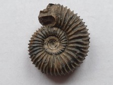 Traum Pseudogarantiana