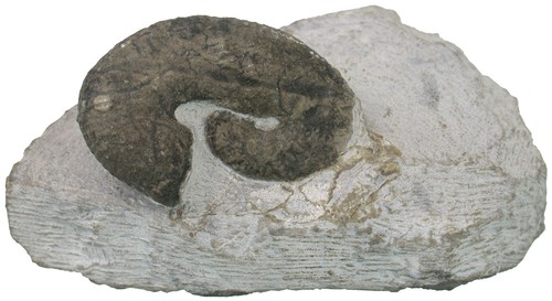 Kreide scaphites geinitzi - kreide,