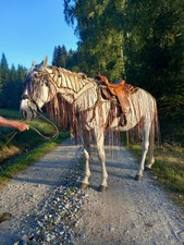 Fransen Ausreitdecke bzw