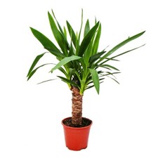 Exotenherz - Yucca Palme - Palmlilie -14cm Topf