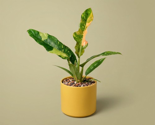 Philodendron ring fire - philodendron, of