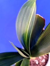 Clivia Variegated Plant Orange