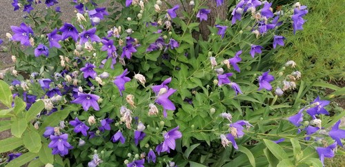 Saatgut blumensamen 20 - blumensamen,,