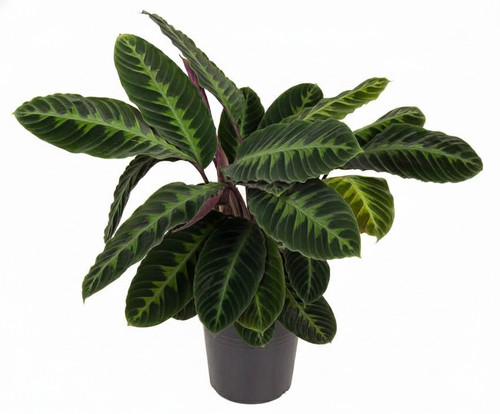 Calathea warscewiczii cm - xl,