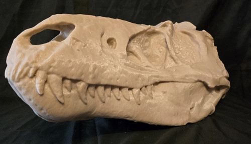 Sehr großer nanotyrannus - großer,
