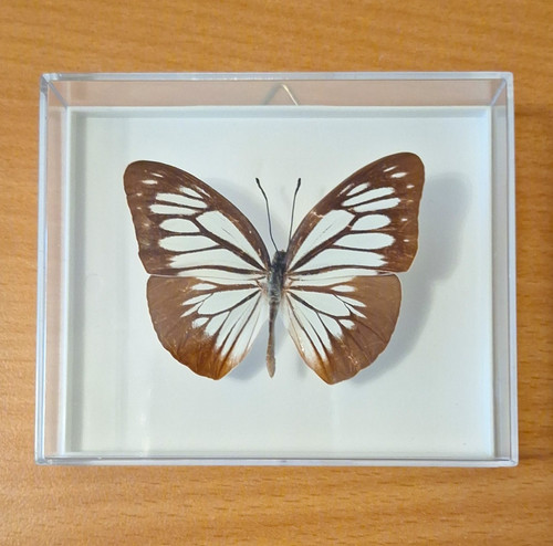 Präparierter schmetterling - präparierter, im