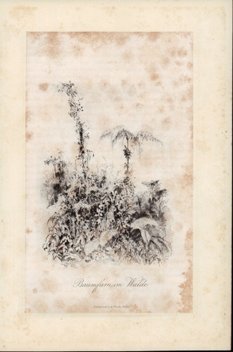 Original lichtdruck 1879 - original,