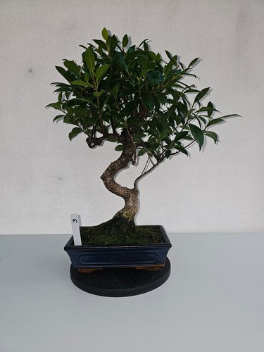 Bonsai ficus microcarpa - bonsai,