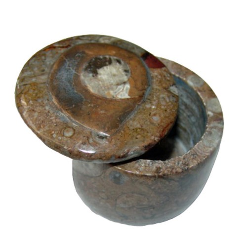 Ammonit fossil dose aus jura - fossil,