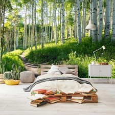 Fototapete Wald Sonne Birke