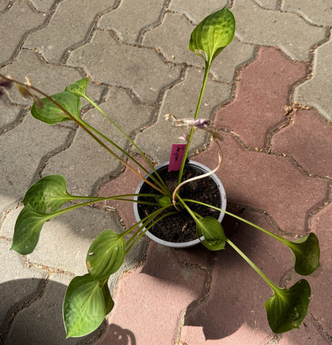 Hosta funkie teaspoon - /,