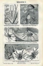 Spinnerei Spinnentiere Seide Netze Maschinen Pflanzen Originale 1892 BBB