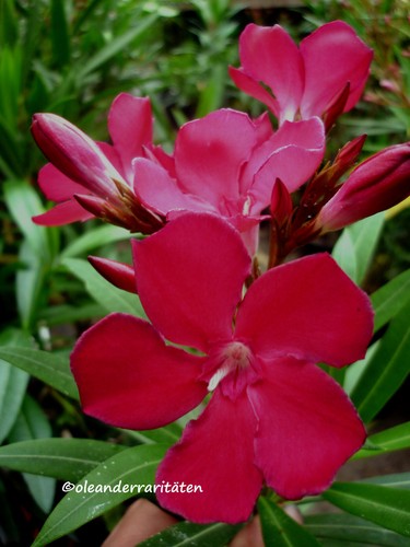 Oleander stecklinge emile - 3x,