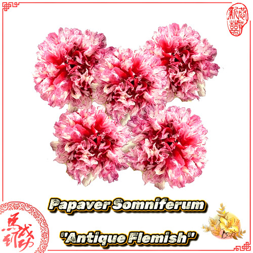 Schlafmohn samen - |,