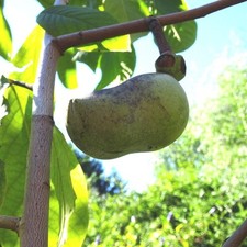 Paw Paw Indianerbanane Asimina triloba veredelte Sorte Davis ca 40-60 cm