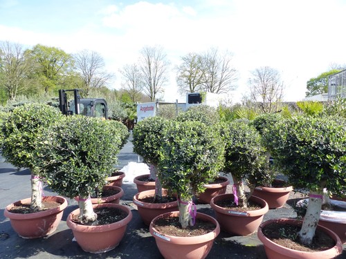 Bonsai kugel olivenbaum - bonsai,