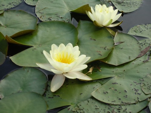 Gelbe seerose grosse sorte - ,
