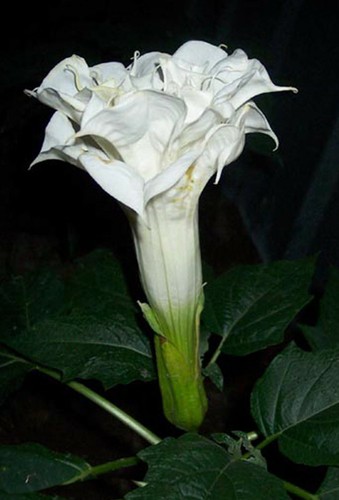 Datura stechapfel - datura,