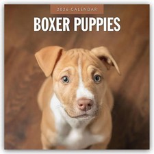 Boxer Puppies - Deutsche Boxer
