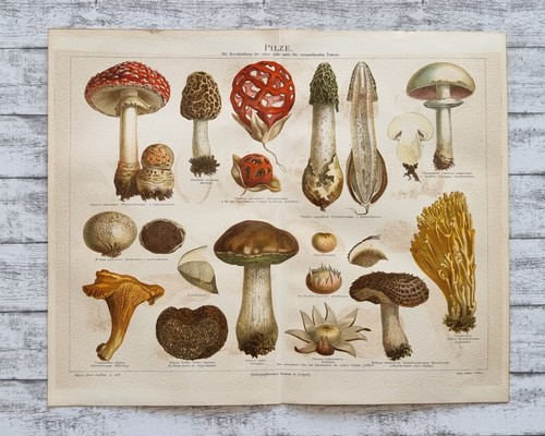 Pilze champignon morchel - champignon,