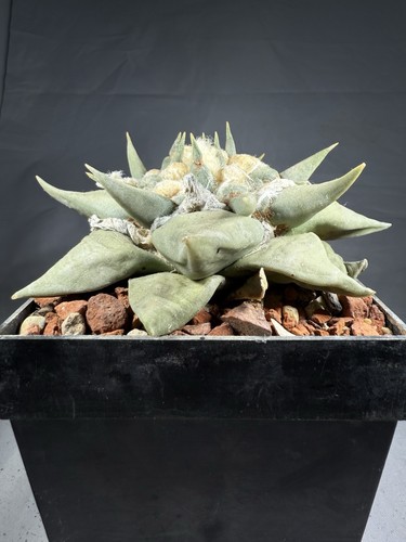 Ariocarpus-retusus-San-Dolores