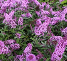 Schmetterlingsflieder - ,