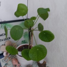 Pfannkuchenpflanze -