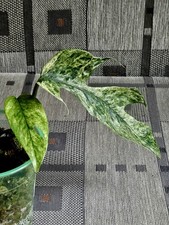 Epipremnum pinnatum Cebu blue