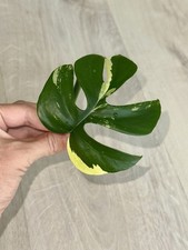 Rhaphidophora Tetrasperma