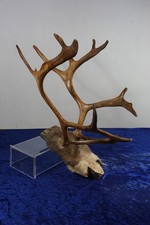 Kleines Rentier Geweih Gehörn